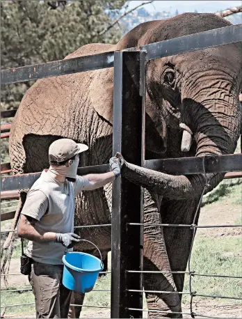  ?? BEN MARGOT/AP ?? A zookeeper feeds an elephant a treat in April at the Oakland Zoo in California.