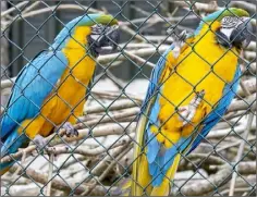  ??  ?? Bonny and Clyde, blue and yellow macaws.