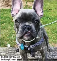  ?? ?? CLOSE-UP French bulldog Ernest