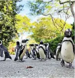  ??  ?? Penguins roaming around the empty surroundin­gs of Singapore Zoo while its closed to the public.