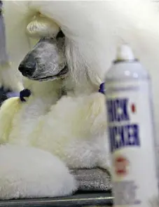  ?? PHOTO: SHERELE MOODY ?? PAMPERED POOCH: Toowoomba standard poodle Conrad is a very good boy when he gets ready to compete at the Ekka.