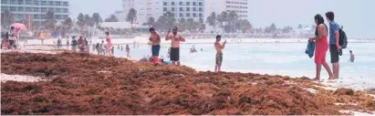  ?? ?? AFECTACIÓN.
La Marina recolectó más de 2 mil toneladas de sargazo en sólo seis días en las playas de la Riviera Maya.