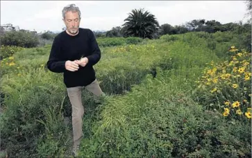  ?? Genaro Molina Los Angeles Times ?? THE NONPROFIT Friends of Ballona Wetlands has encouraged volunteers to pull out nonnative weeds that have overtaken large areas of the preserve, just north of LAX. Above, Executive Director Scott H. Culbertson.