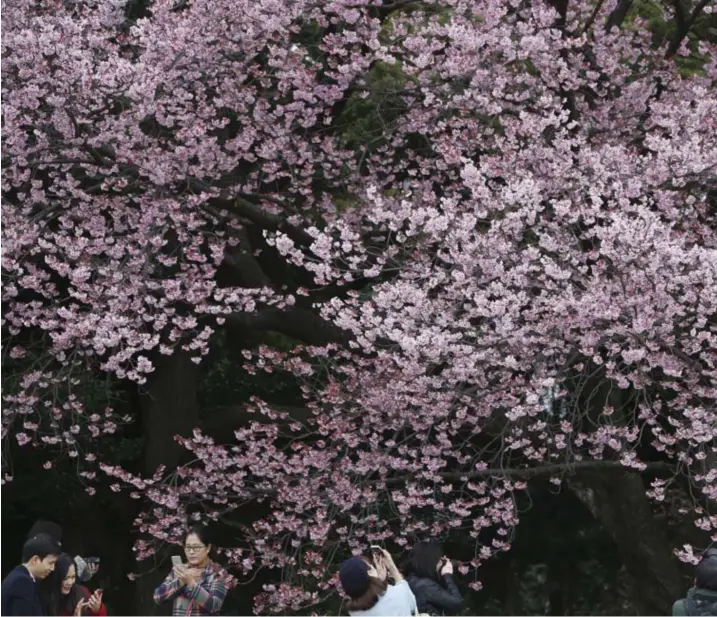  ?? © Koji Sasahara/ap ?? Shinjuku Gyoen park in Tokio, 10 maart 2018.