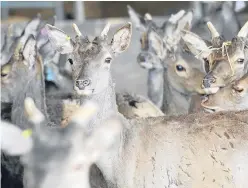  ??  ?? The Bank of Scotland has launched a range of finance options for venison farmers.