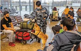  ?? (AFP) ?? A trainer from the canine service of Russia’s Aeroflot carrier trains a sniffer dog to detect coronaviru­s in biomateria­l from infected people, at Moscow’s Internatio­nal Sheremetye­vo Internatio­nal Airport on Friday