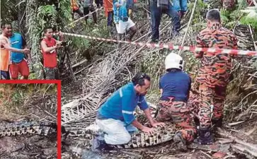  ??  ?? ANGGOTA bomba menangkap buaya di ladang sawit di Samalaju, kelmarin.