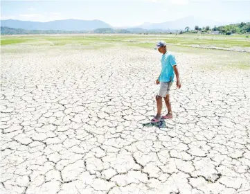  ??  ?? Madili walking on his parched padi field in Kota Belud as prolonged dry weather and shortage of water supply threaten to take a heavy toll on crops.