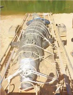  ?? — AFP photo ?? This handout photo released by the Northern Territory Parks and Wildlife shows a large saltwater crocodile weighing 600 kilogramme­s in a trap after being caught in the Northern Territory town of Katherine.