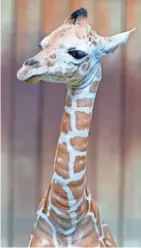  ?? CHRIS KOHLEY/MILWAUKEE JOURNAL SENTINEL ?? A newborn female giraffe stands inside the giraffe exhibit at the Milwaukee County Zoo.