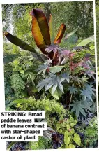  ?? ?? STRIKING: Broad paddle leaves of banana contrast with star-shaped castor oil plant