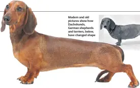  ??  ?? Modern and old pictures show how Dachshunds, German shepherds and terriers, below, have changed shape