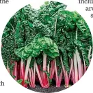  ?? ?? Silverbeet ‘‘Peppermint’’ has white petioles with pink stripes from bottom to top, creating a visual pop in the garden. It has glossy, dark green, savoy-like leaves and is bolt tolerant. Available from Egmont Seeds.