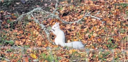  ??  ?? LIGHT FANTASTIC: The white squirrel has been spotted in woodland, but experts don’t yet know what caused its unusual colouring