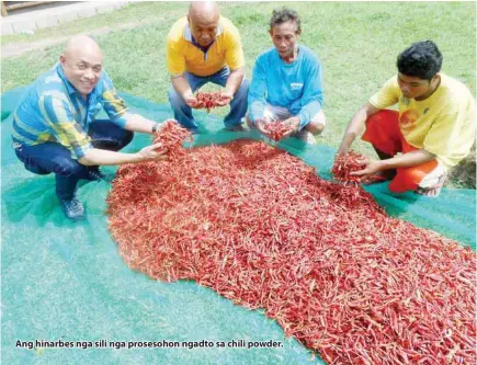  ??  ?? Ang hinarbes nga sili nga prosesohon ngadto sa chili powder.