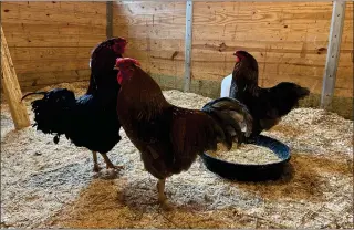  ?? MSPCA NEVINS FARM ?? Massachuse­tts implemente­d a new egg law in 2023 in response to increasing consumer demand for ethically sourced eggs. Some chickens at Nevins Farm in Methuen rest.