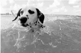  ?? CASSIE ARMSTRONG/ORLANDO SENTINEL ?? Pets can enjoy the dog-friendly beach at Smyrna Dunes Park in Volusia County.