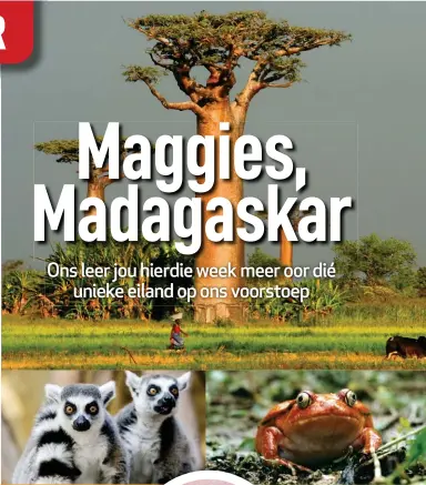  ??  ?? Kyk hoe kyk hy vir my! Die ringstertl­emur – een van die vele lemurs in die Isalo Nasionale Park.
Dié rooi padda staan as die tamatiepad­da bekend en kan tussen ses en agt jaar oud word.