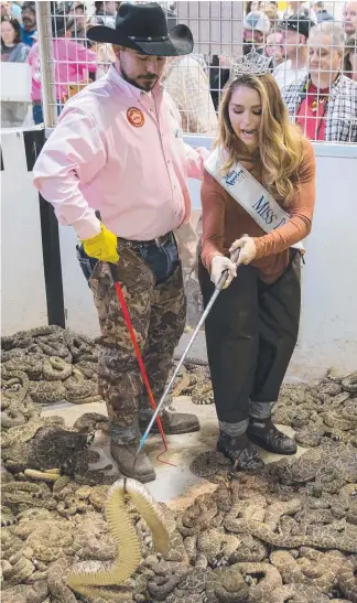  ?? Picture: AFP PHOTO ?? Travis Gardner assists Miss Texas Margana Wood through a pit of rattlesnak­es at the Sweetwater Rattlesnak­e Roundup yesterday.
