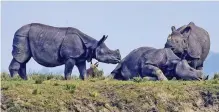  ??  ?? One-horned rhinoceros­es seen at an elevated area in Kaziranga.