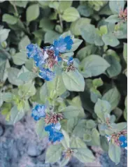  ??  ?? Blue leadwort offers charming blue flowers in mid-summer, and bright red colouring in the autumn. It can be slow to establish as a ground cover, but is well worth the wait.