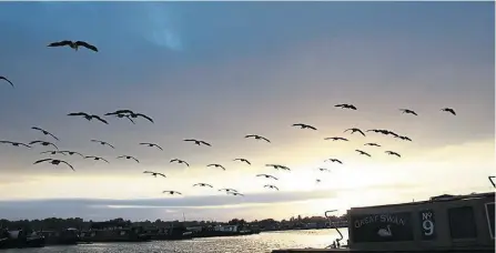  ?? ?? We no longer get the big flocks roosting overnight in Caen Hill Marina, and I’m not sure why.