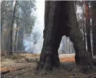  ?? MARCIO JOSE SANCHEZ/AP ?? A redwood forest smolders Monday in Big Basin Redwoods State Park, Calif.