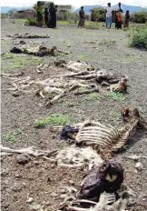  ??  ?? GORAYE: This file photo taken on March 24, 2006 shows sheep carcasses covering the ground on the path leading toward the crater of an extinct volcano in Goraye in the Borana district of southern Ethiopia. — AFP