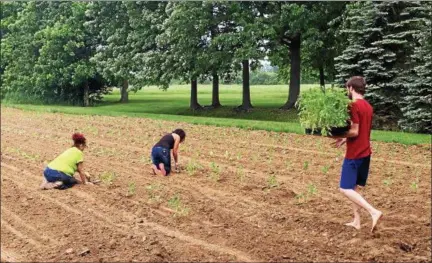  ?? ANDREW CASS — THE NEWS-HERALD ?? Painesvill­e Municipal Court allows some non-violent offenders to work in a garden in Perry Township instead of serving time in jail or paying a fine. The vegetables grown are donated to food pantries and other non-profit organizati­ons.