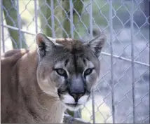  ?? (Photo Frank Muller) ?? Shan le puma était à la fauverie du Faron depuis .