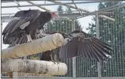  ?? YUROK TRIBE — CONTRIBUTE­D ?? A7 is a female condor who was born in June 2022 and is one of two planned for release in November 2022.