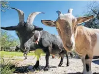  ?? JOE BURBANK/ORLANDO SENTINEL ?? Goats are a no-go in most neighborho­ods in Orange County because they “could introduce conflicts in residentia­l communitie­s.”