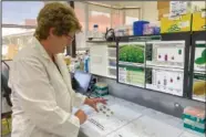  ?? (AP/Nick Perry) ?? Christine Voisey, a senior scientist at AgResearch, inspects leaf samples Nov. 3 in a laboratory in Palmerston North.