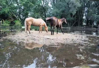  ?? CARLINEJEA­N/SOUTHFLORI­DASUNSENTI­NEL ?? Two horses stand in the only dry spot at theRancho Gonzalez stable inDavie. Horse barns inDavie and SouthwestR­anches are underwater­days afterTropi­cal StormEta flooded parts ofSouth Florida.