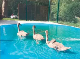  ?? ?? Cygnets being cared for at Swan Lifeline, one of the good causes to receive a grant from the Louis Baylis (Advertiser) Trust