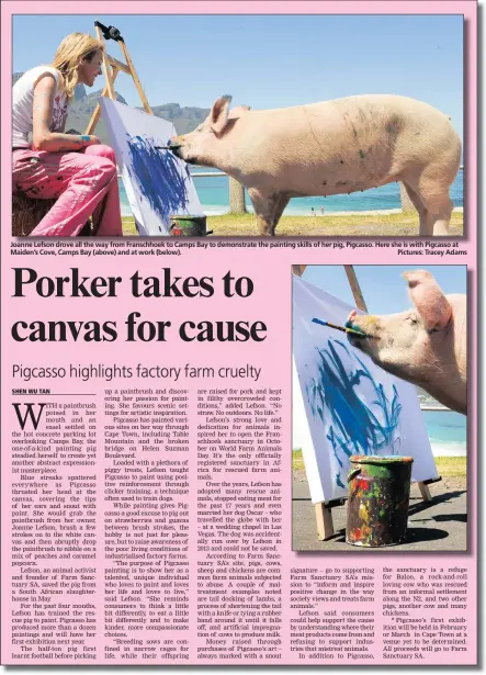  ??  ?? Joanne Lefson drove all the way from Franschhoe­k to Camps Bay to demonstrat­e the painting skills of her pig, Pigcasso. Here she is with Pigcasso at Maiden’s Cove, Camps Bay (above) and at work (below). Pictures: Tracey Adams