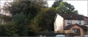  ??  ?? The trees, above, tower over house belonging to Mr Corr, right, and he hoped they would be trimmed BLOCKING LIGHT: