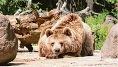  ?? Archivfoto: Zoo Augsburg ?? Bärin Ulma ist im Augsburger Zoo im Alter von 32 Jahren gestorben. Jetzt lebt ihre Tochter Raetia alleine dort.