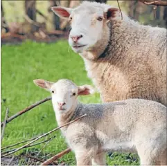  ??  ?? Fine forecast: Lamb numbers are down but farmers can expect better prices for 2013-14.