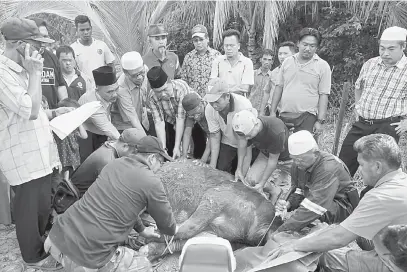  ??  ?? BANTU: Sapawi dan Kamarlin membantu penduduk Kampung Lumadan menyempurn­akan ibadat korban.