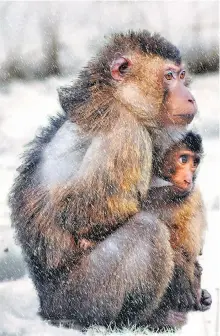  ?? ?? Separaron a las madres de sus crías