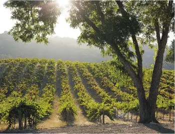  ??  ?? Vineyard owners in the area have had to learn to adapt to the severe drought conditions in recent years.