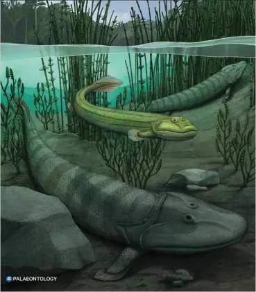  ?? ?? PALAEONTOL­OGY
Illustrati­on of Qikiqtania wakei, centre, in the water with its larger cousin, Tiktaalik roseae.