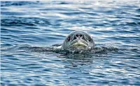  ??  ?? A close encounter with a leopard seal.