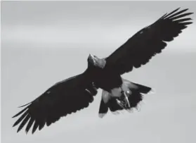  ?? Eric Risberg, The Associated Press ?? A Harris’s hawk takes flight at Bouchaine Vineyards in Napa, Calif., in March.