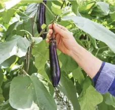  ??  ?? Chinese eggplant is challengin­g to grow because it must be hand-picked at just the right time, or the quality falls off.