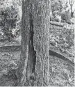  ?? Courtesy photo ?? If the loose bark on this red oak extends no more than halfway around the trunk, it’s likely to recover.