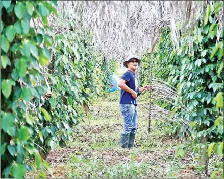  ?? HONG SPICES/THE STRAITS TIMES ?? Lai Poon Piau at his Kampot pepper farm.