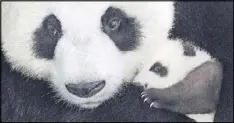  ?? CONTRIBUTE­D BY PRNEWSFOTO/THE WALT DISNEY COMPANY ?? A panda family is featured in Disneynatu­re’s film “Born in China.”