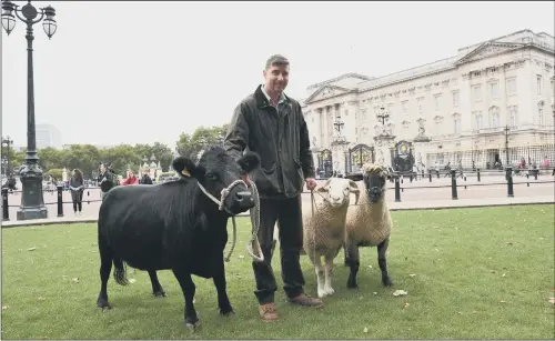  ?? PICTURES: PA WIRE. ?? CHEWING IT OVER: A cow and a herd of rare-breed sheep graze in Green Park in central London, as part of a conservati­on trial to help wildlife diversity.